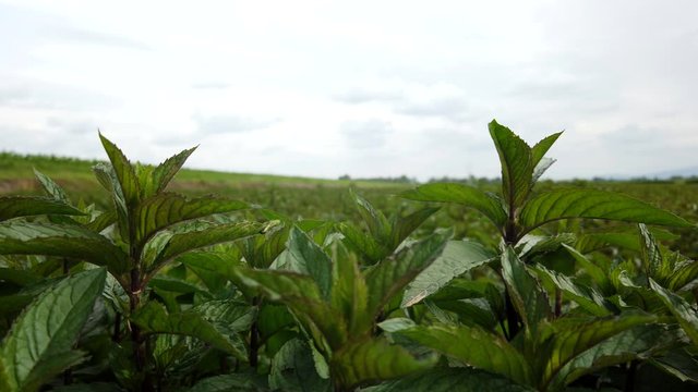 A beautiful plantation of green Peppermint growing in a field - wide shot