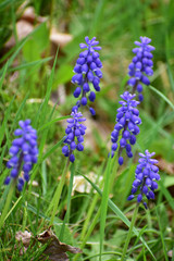 庭に咲くムスカリ