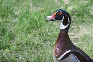 Close up portrait of colorful male wood duck on on grass during a raining day