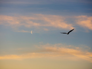 Fototapeta na wymiar A bald eagle soars through the night sky with moon and clouds