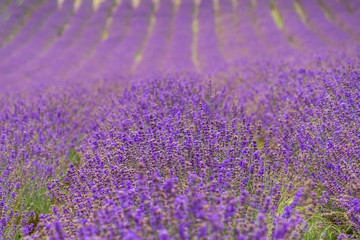 Selective focus on Lavender flower in Lavender farm on background. Beautiful lavender flower in summer. closeup purple lavender field blooming flower