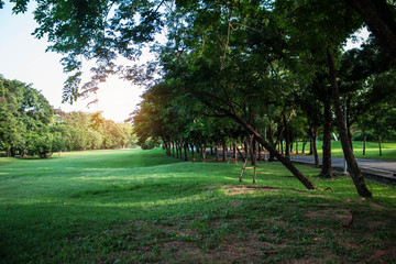 Tree on lawn in park.