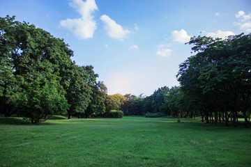 trees in garden with sky.