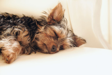 Beautiful Sleeping Puppy