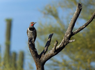 Gilded Flicker Woodpecker Perched in Iconic Dead Tree Branches
