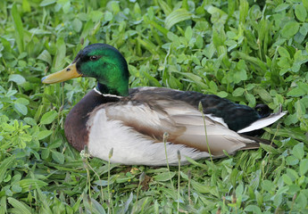 duck on the grass