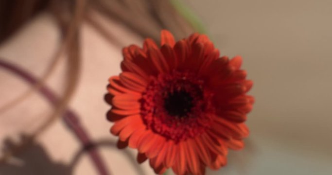 Flor roja slow motion con pelo beauty de mujer en el fondo cinem&aacute;tico cine 4k