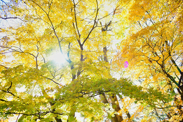 秋の高原　紅葉した山