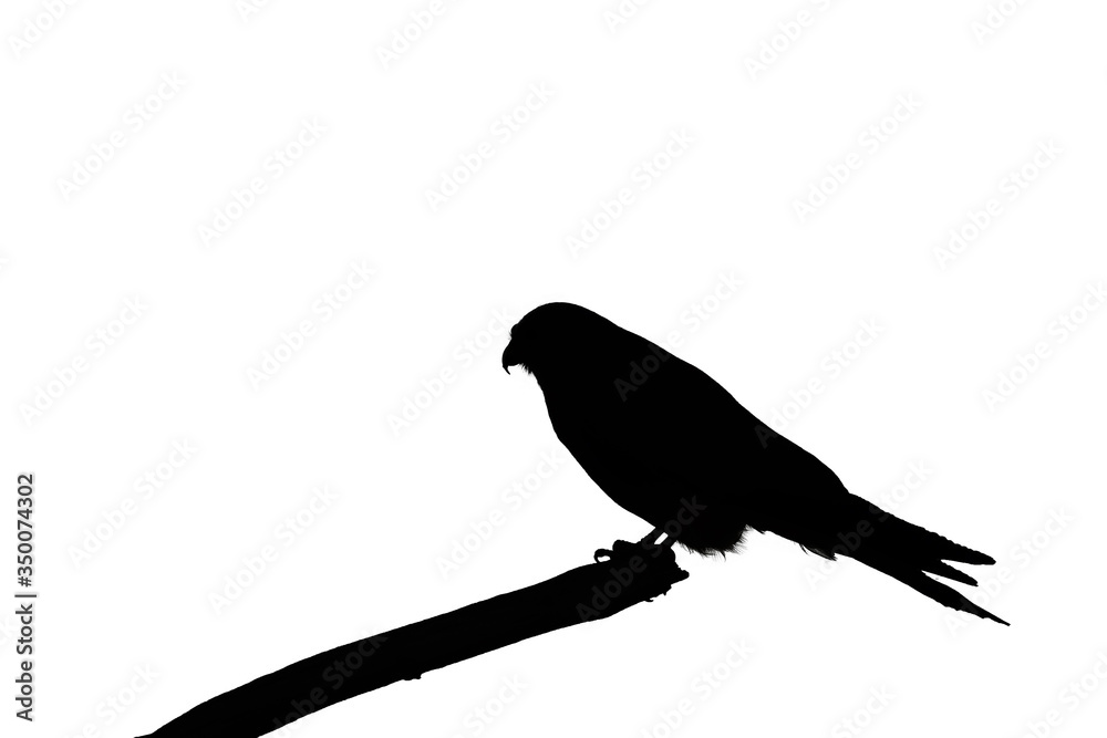 Sticker The red-footed falcon (Falco vespertinus), formerly western red-footed falcon. Silhouette of a bird of prey.