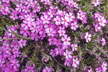 pink flowers in the flowerbed
