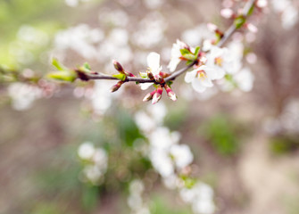 flowering apricot twig