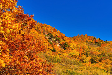 秋の高原　紅葉した山