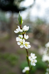 flowering apricot twig