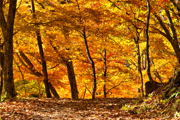 秋の高原　紅葉した山