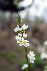 flowering apricot twig