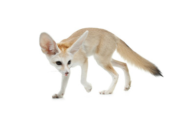 Obraz premium fennec fox on a white background in studio