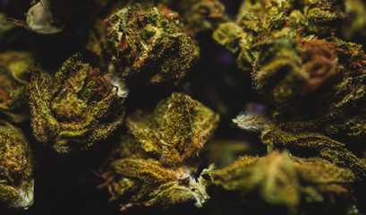 Macro close up of weed / cannabis buds