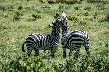 Fototapeta na wymiar Zebra at the Hell's Gate
