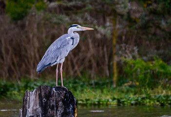 Fototapeta premium Great blue heron at Lake Naivasha