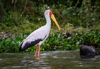 Yellow-billed stork at Lake Naivasha