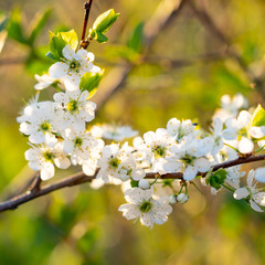 Blooming cherry. Quiet spring evening. Close-up