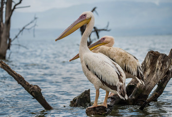 Fototapeta na wymiar Great White Pelican at Lake Naivasha