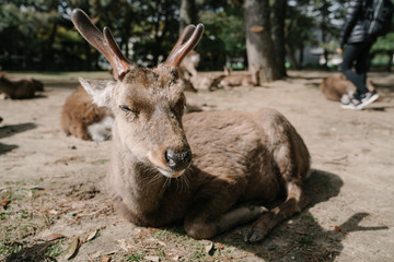 closeup shot of cute deer bathing in the sunshine in nara park. the sacred animal in nara, japan, symbol of the city. animal theme and wildlife concept