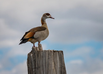 Egyptian goose at Lake Naivasha