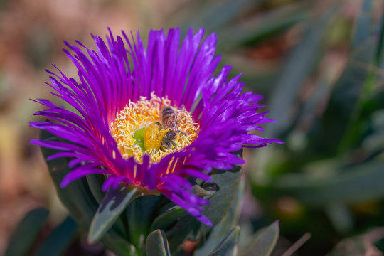 Bathing in pollen. Purple floser and bee close up.  Lampranthus spectabilis (Trailing Ice Plant) in bloom