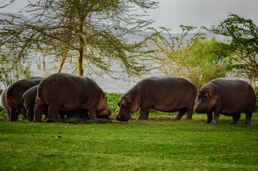 Hippos at Lake Naivasha