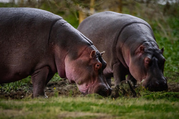 Fototapeta na wymiar Hippos at Lake Naivasha