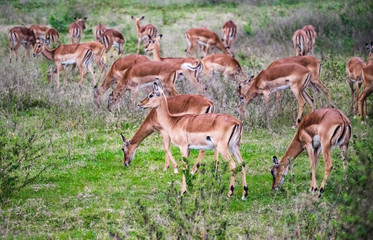 Impala antelopes at Lake Nakuru National Park