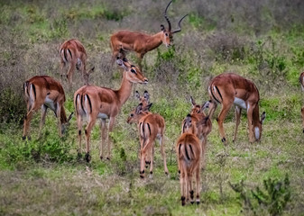 Fototapeta premium Impala antelopes at Lake Nakuru National Park