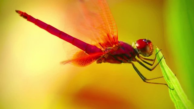 Red scarlet darter dragonfly male insect outdoors with nature background, insect footage close up full frame.