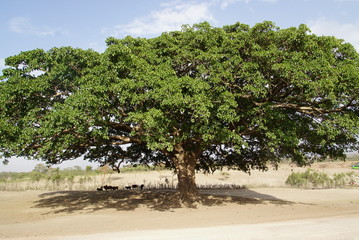 Large green Acacia Tree surviving in an arid Landscape