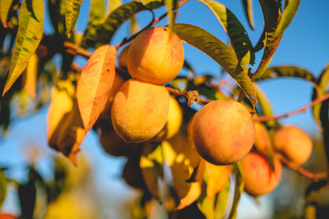 Peaches on lush peach tree branches under blue sky and sun light in sunset