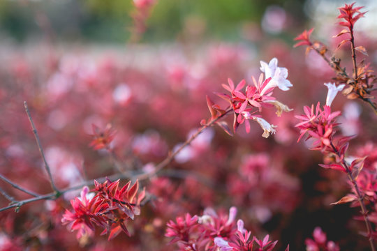 White Flowers With Red Leaves With Blurry Red And Pink Nature Background