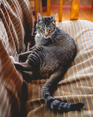 Portrait of a striped (tabby) gray cat pet with green eyes on a sofa