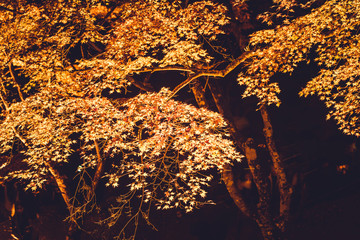 紅葉