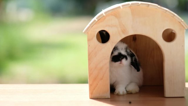 A rabbit in the house, bunny pet, holland lop

