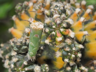 Close-up Pollinated flower of Gymnocalycium mihanovichii hybrid with green nature blurred background.