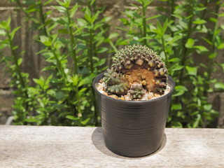 view side of Gymnocalycium mihanovichii monster cristata in black flower pot with green leaves nature blurred background.