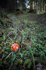 A beautiful red fly agaric standing in a mixed forest on the forest floor in October in autumn in Tirol, Austria