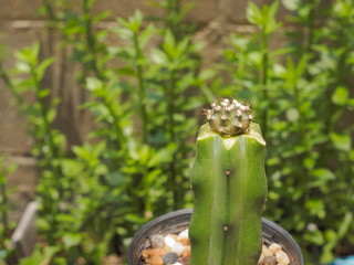 Close up Gymnocalycium T-Lux small size graft on Myrtillocactus Geometrizan Plant with green leaves blurred background.