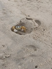 squirrel on the beach