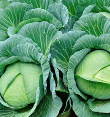 Fototapeta premium Green cabbage in growth at vegetable garden