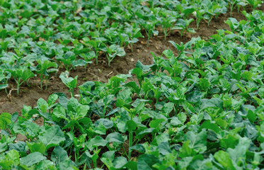 Green kale in growth at vegetable garden.