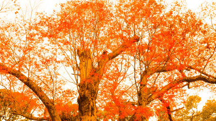 紅葉