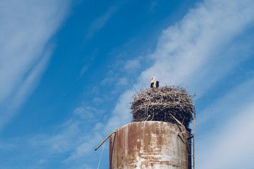 White stork bird in the nest on a water tower on a blue cloudy sky background. Russia, Moscow.