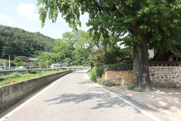 Fototapeta premium Entrance of old village road in Korea with big trees.